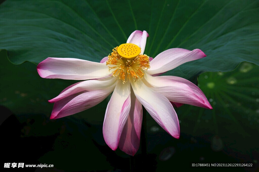 荷花