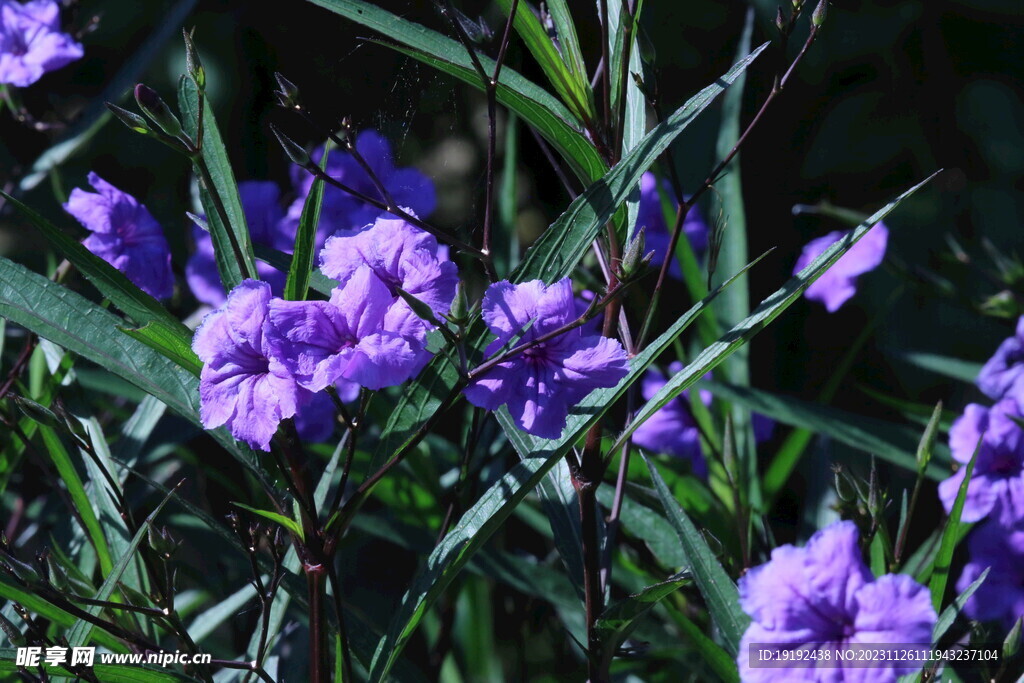 蓝花草 