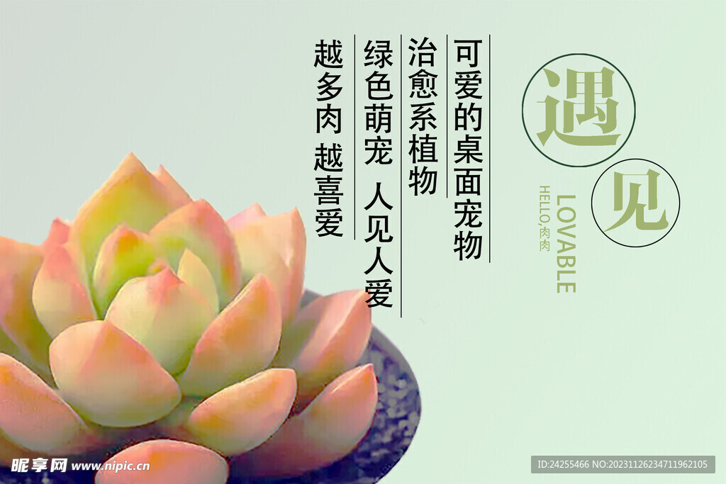 遇见 多肉 植物 肉肉