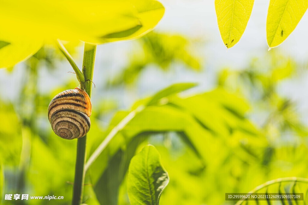 蜗牛 