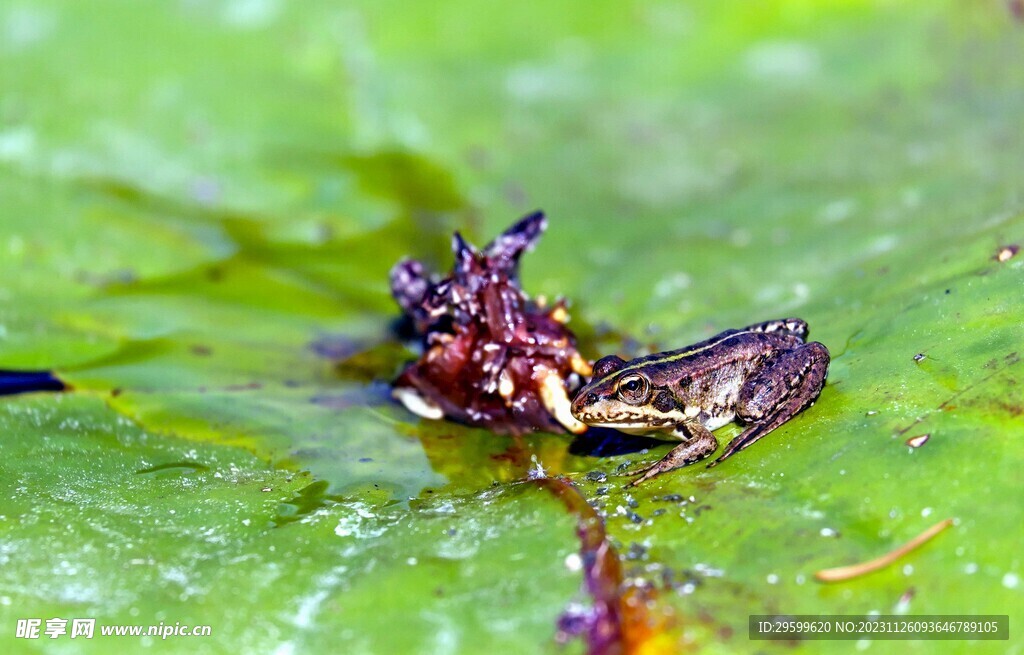 青蛙 摄影图__昆虫_生物世界_摄影图库_昵图网nipic.com