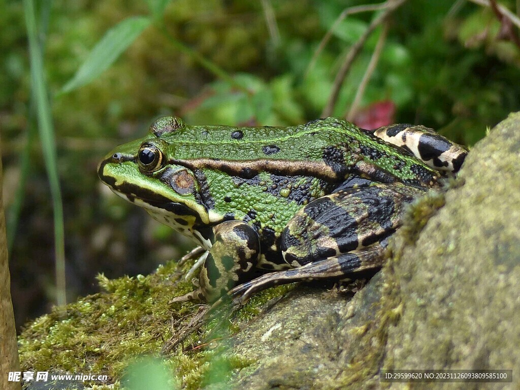 青蛙 
