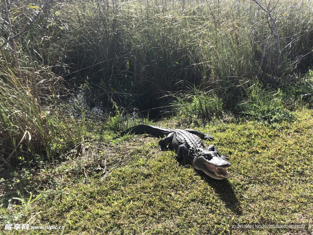 鳄鱼  