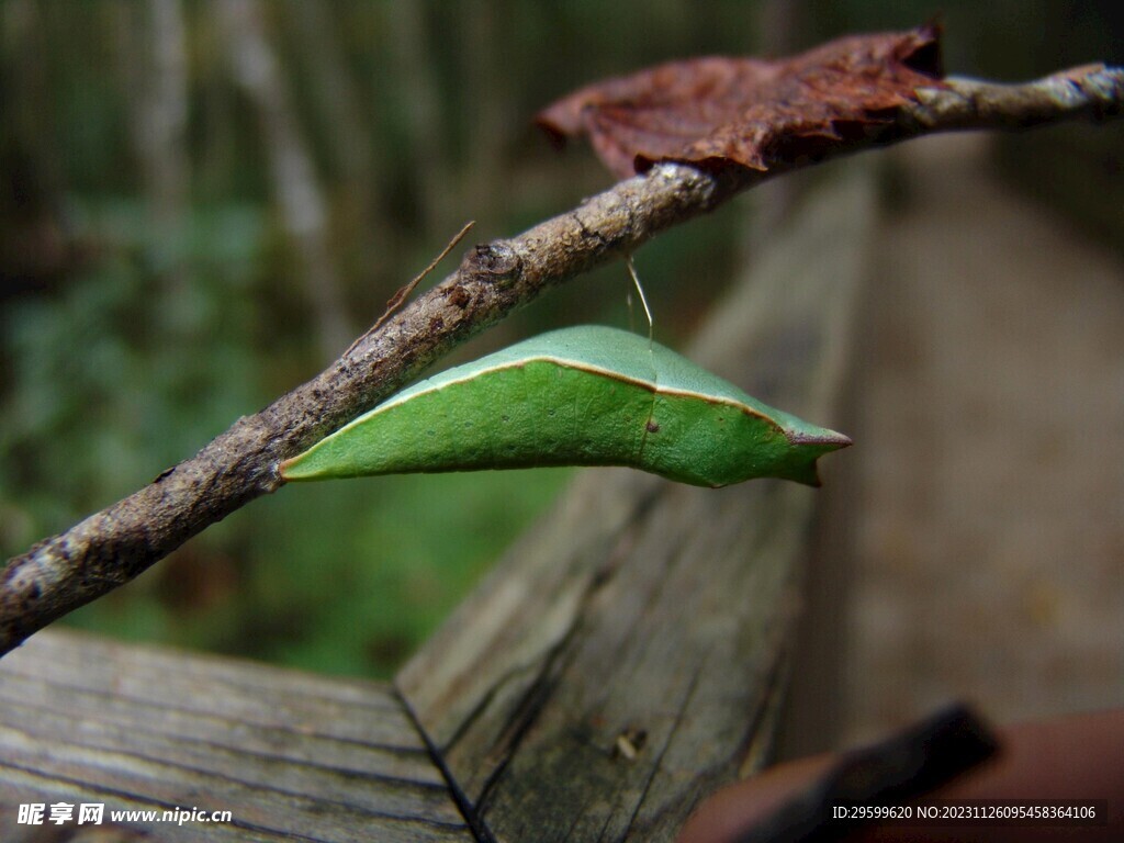 臭屁虫  