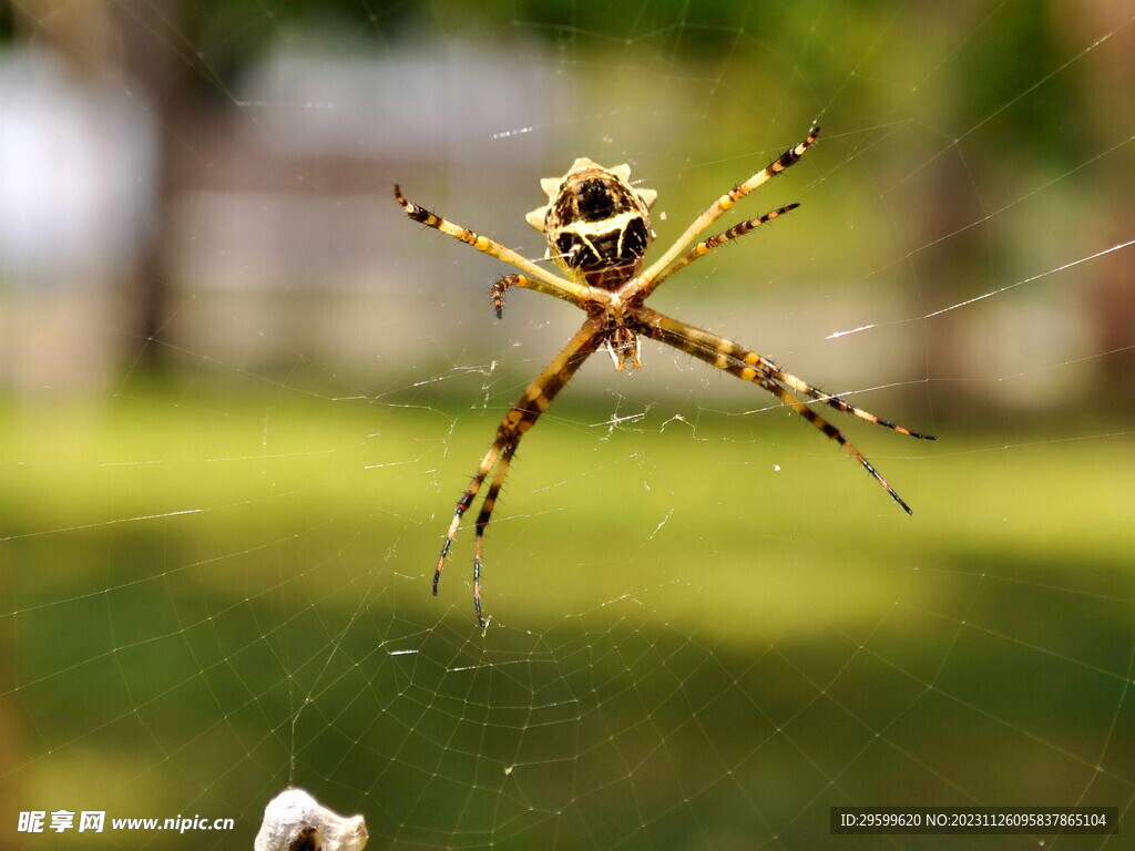 有关蜘蛛, 蜘蛛網, 跳躍蜘蛛的免费素材图片