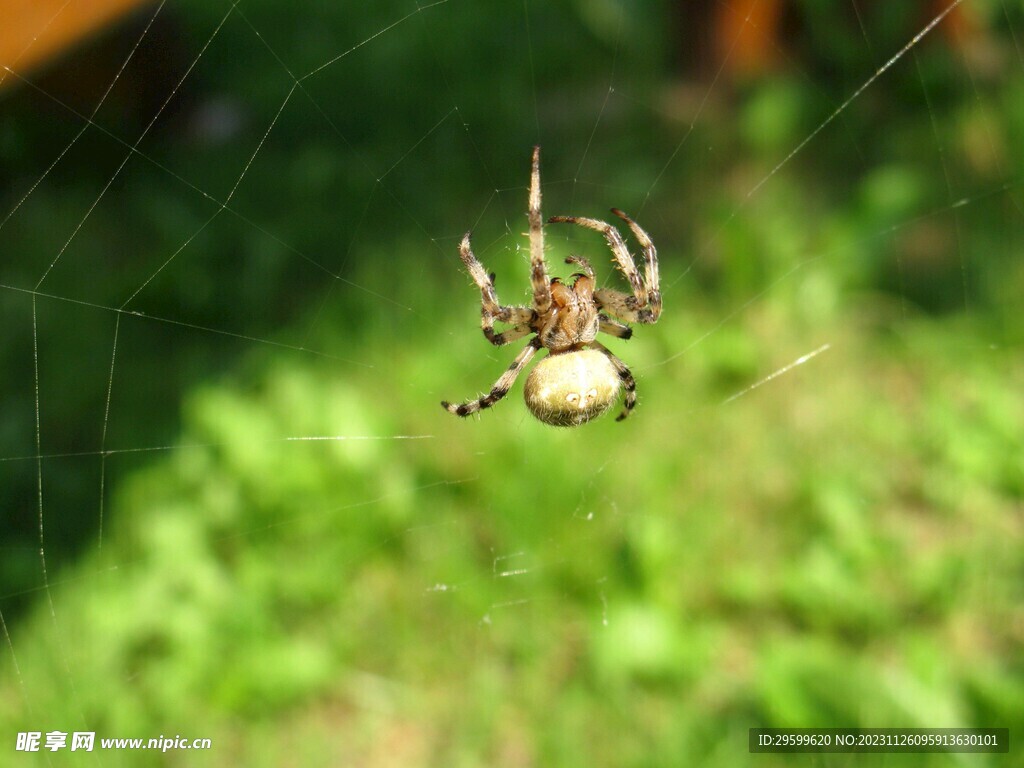 蜘蛛  