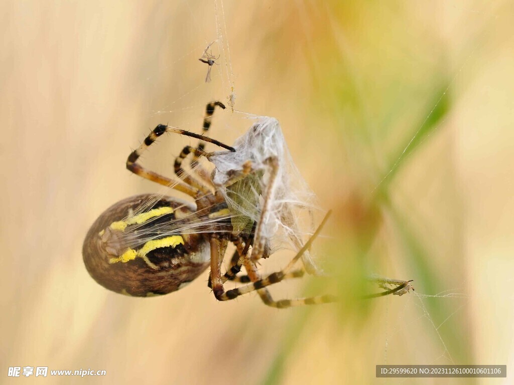 蜘蛛 