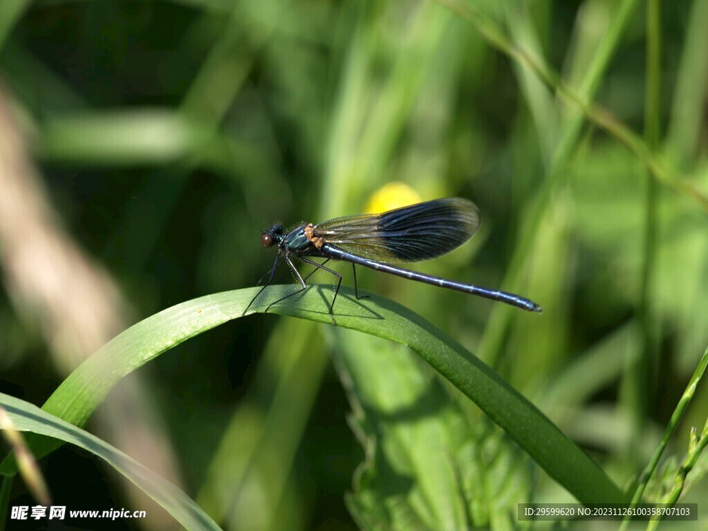 蜻蜓  