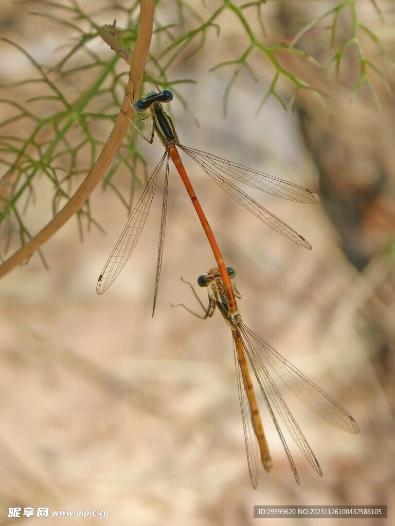 蜻蜓 