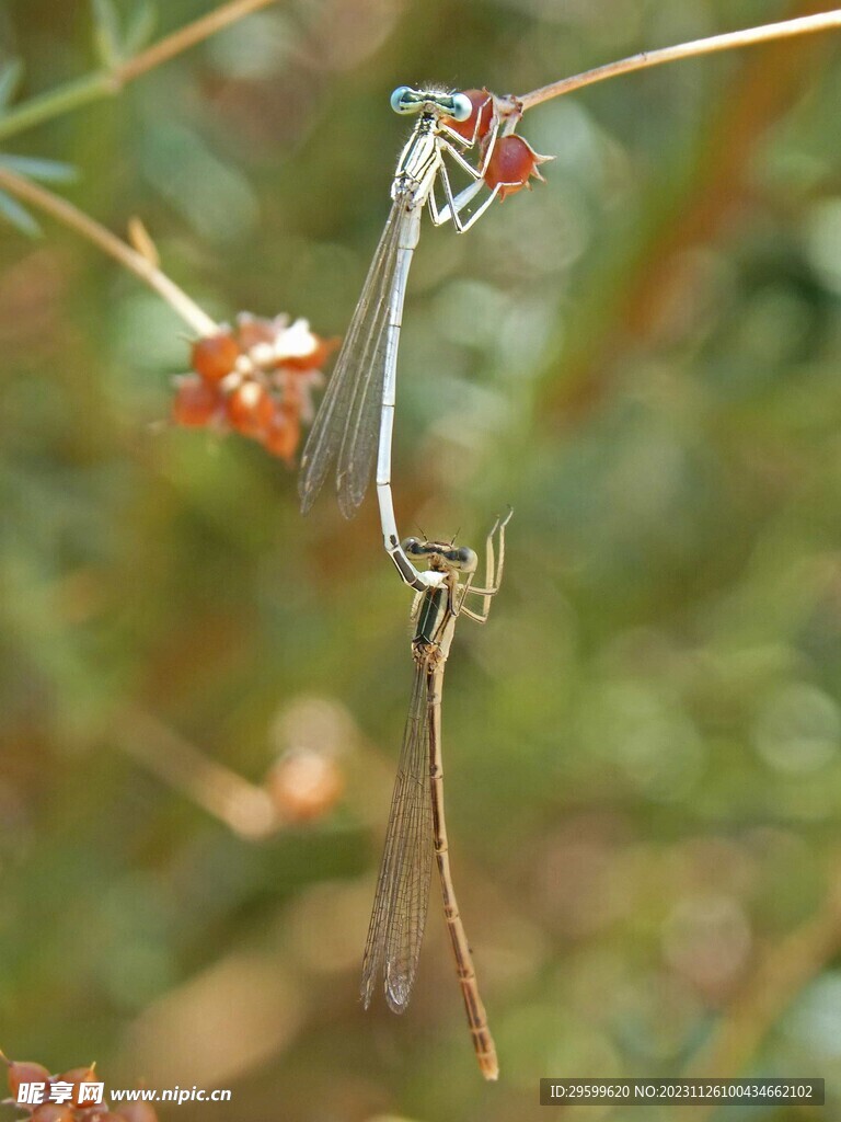 蜻蜓 
