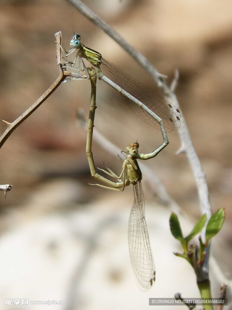 蜻蜓  