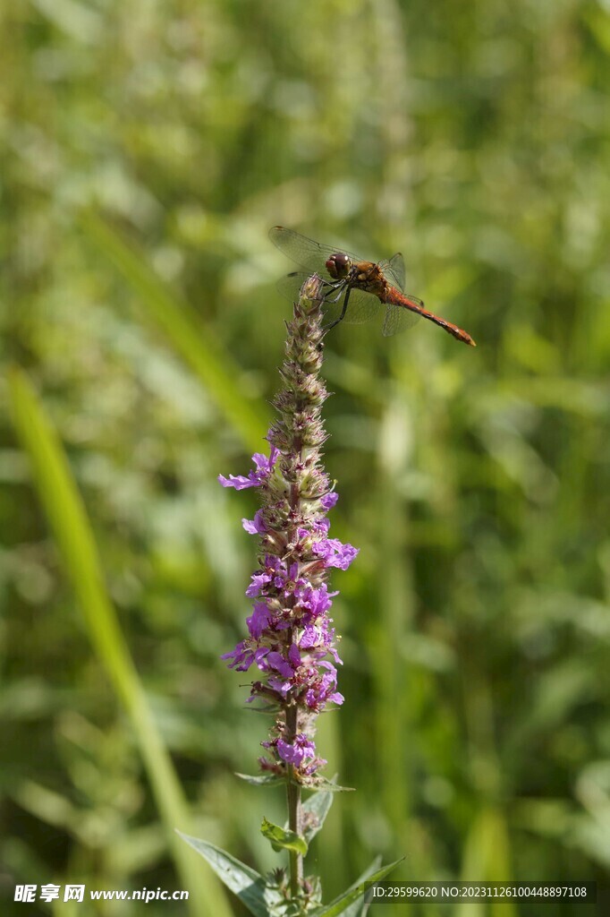 蜻蜓 