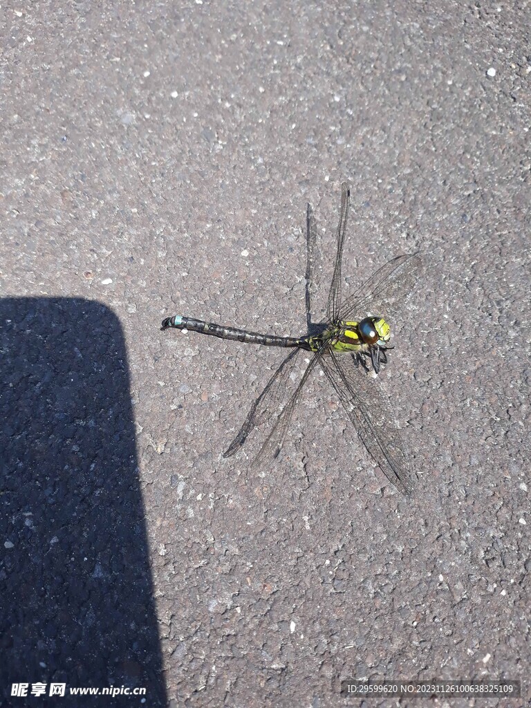 蜻蜓 