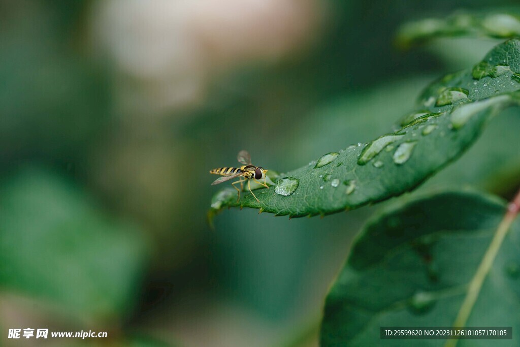 短头黄蜂 