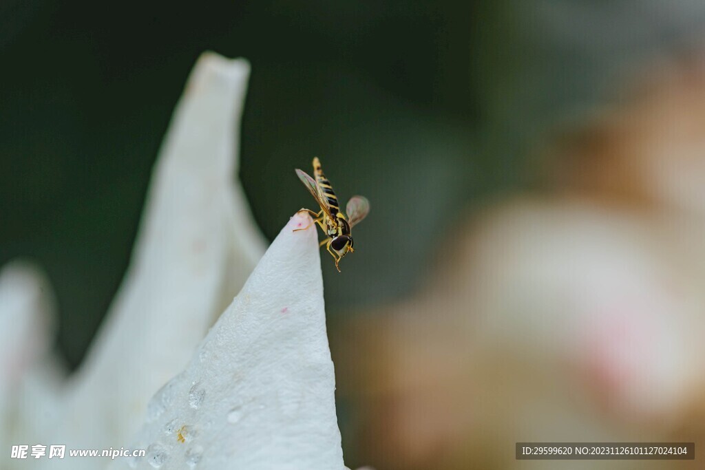 短头黄蜂  