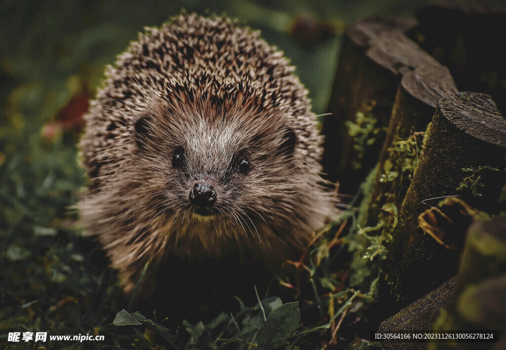 刺猬
