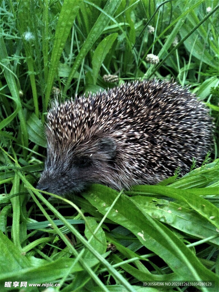 刺猬
