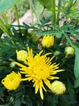 金丝皇菊
