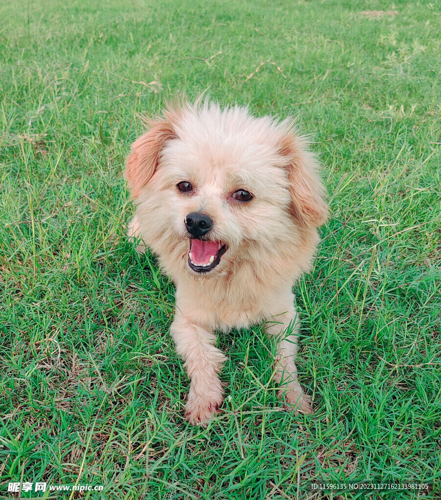 狗