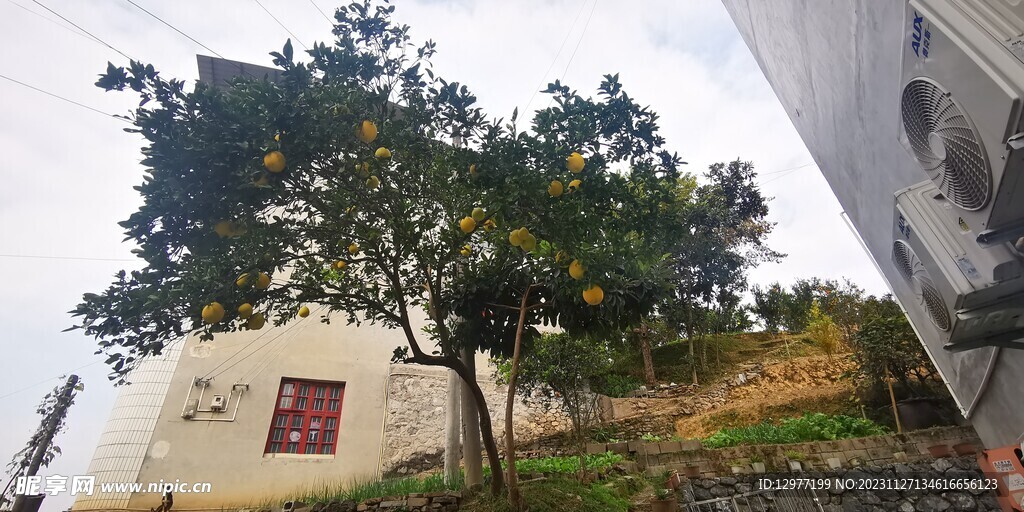 农家橙子树
