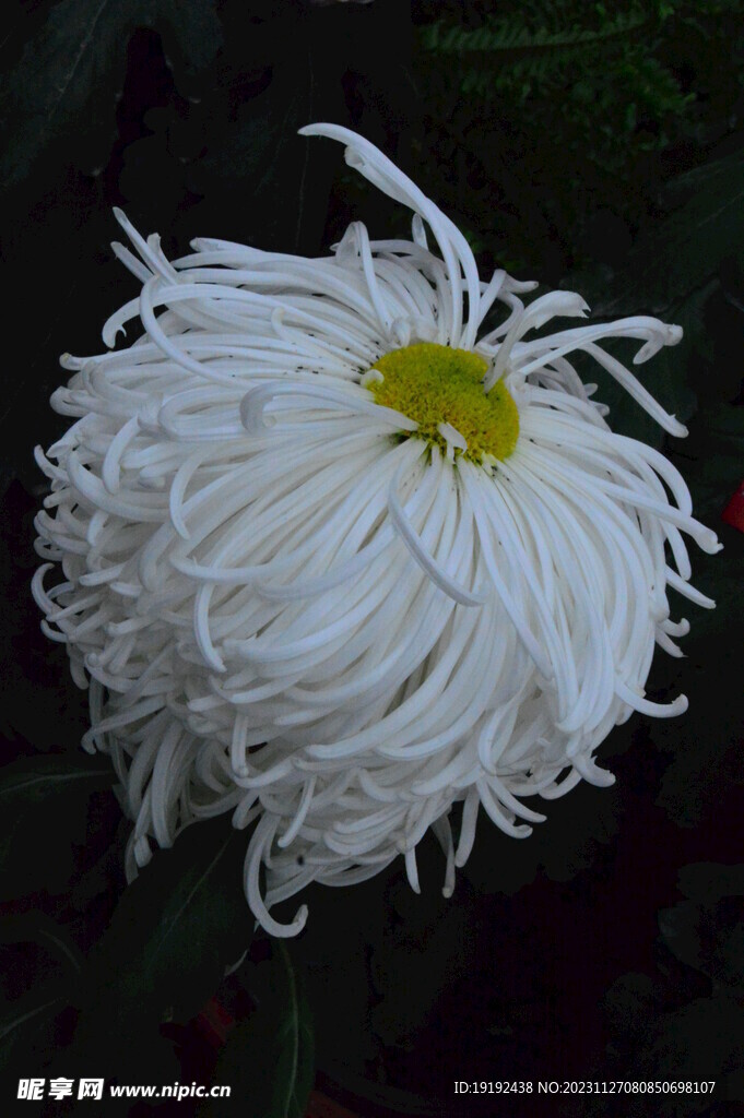 菊花