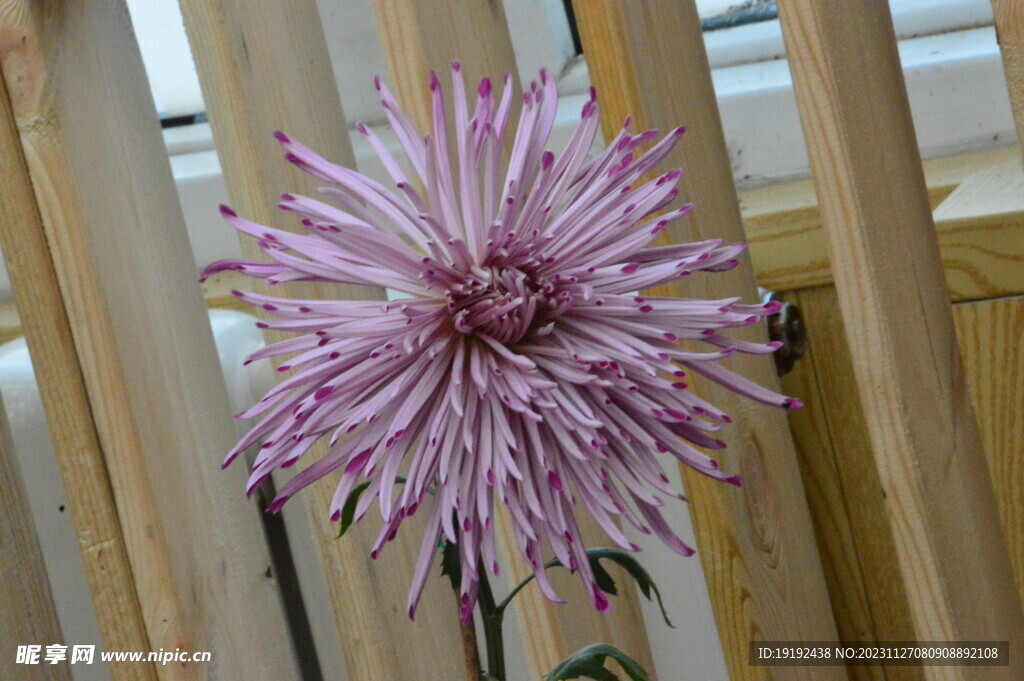 菊花 