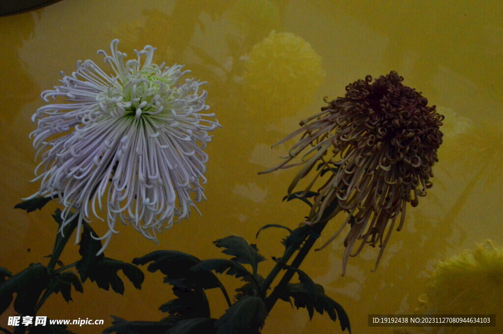 菊花 