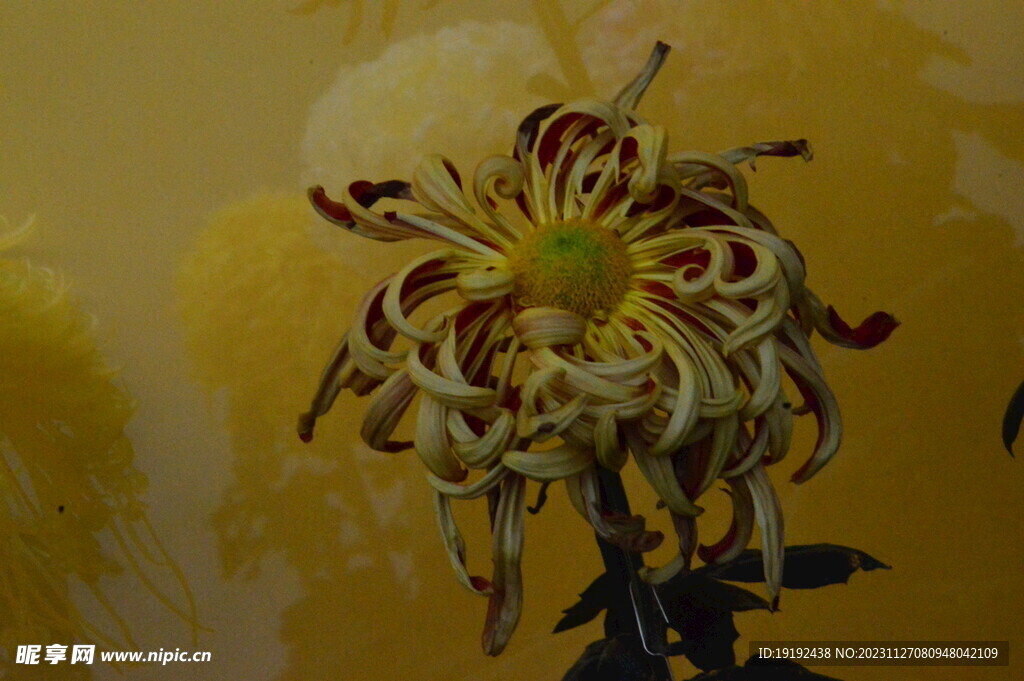 菊花
