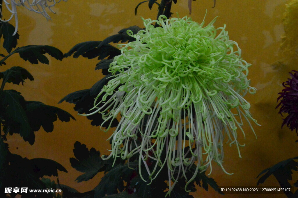 菊花