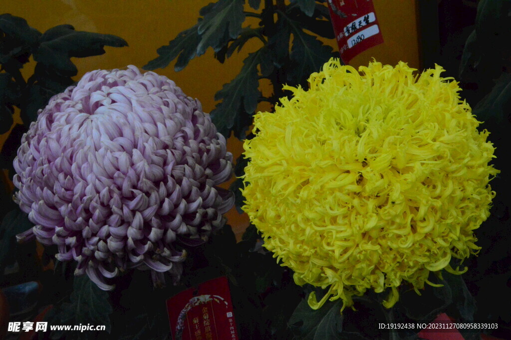 菊花