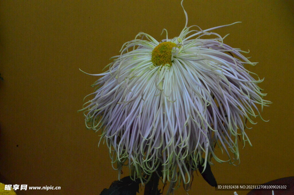 菊花 