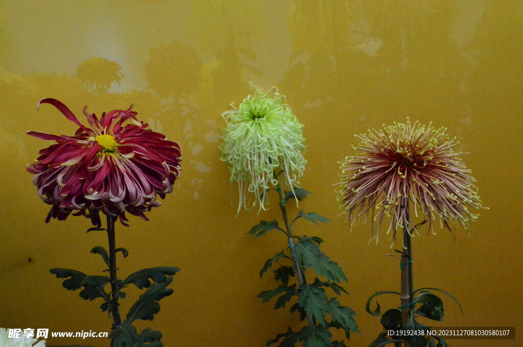 菊花 