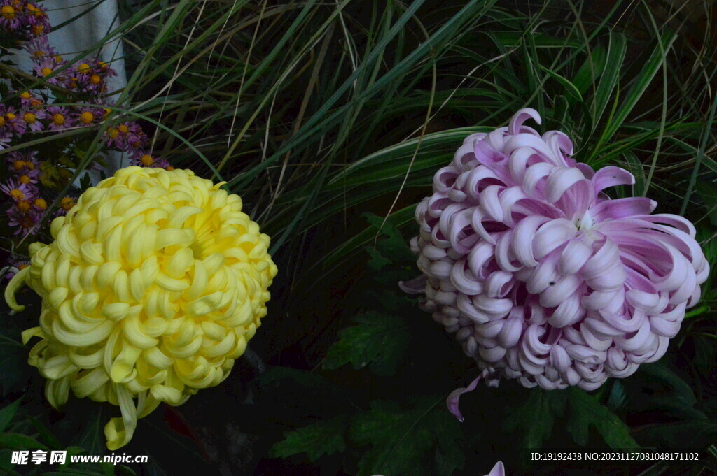 菊花 