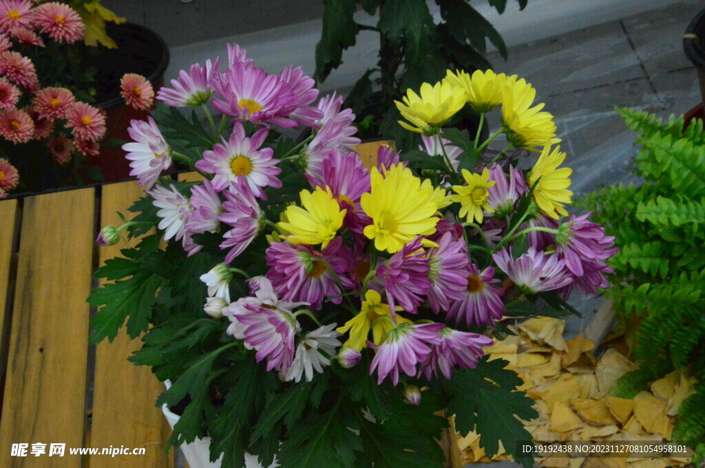 菊花