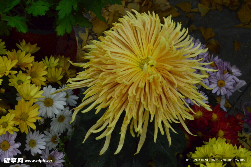 菊花 