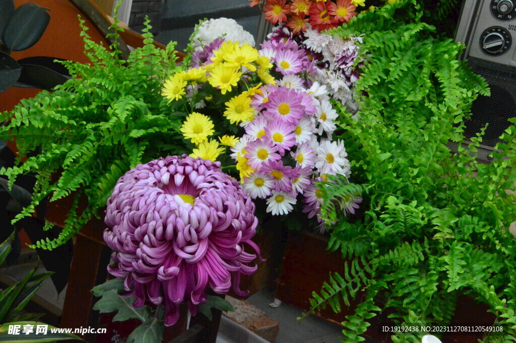 菊花 