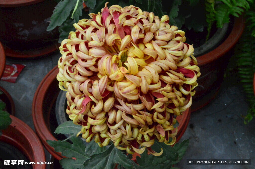 菊花 