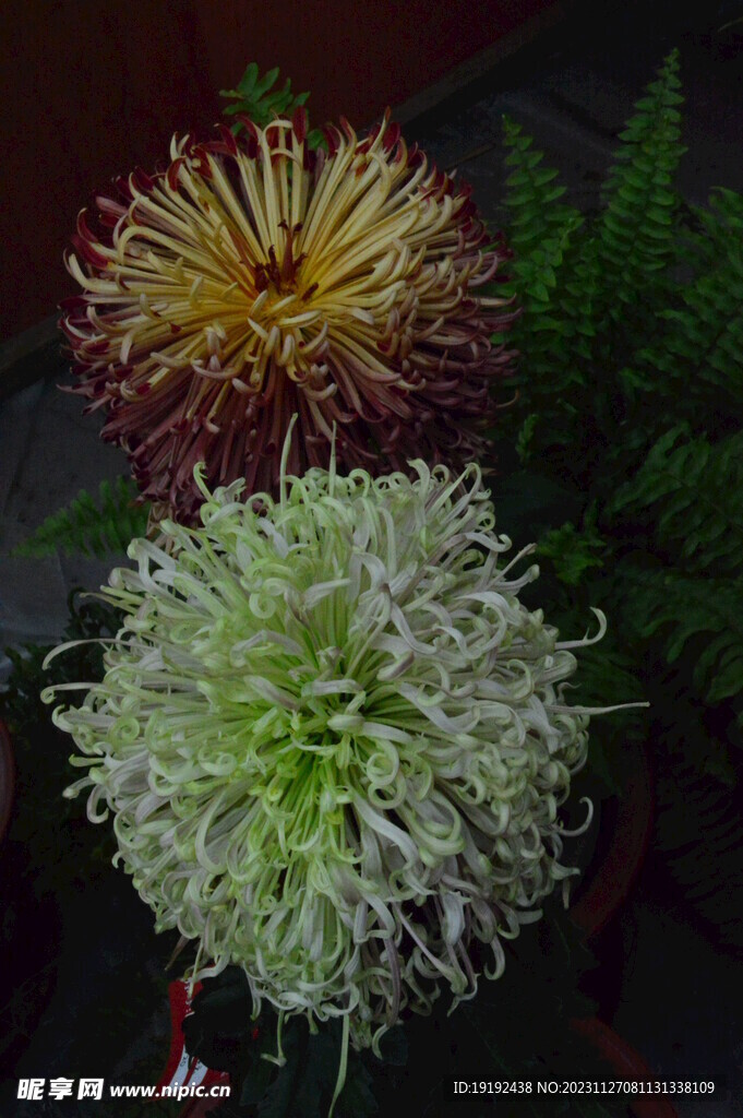 菊花 