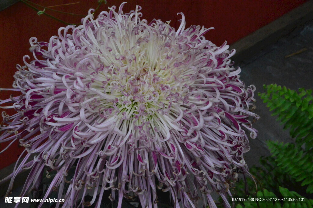 菊花 