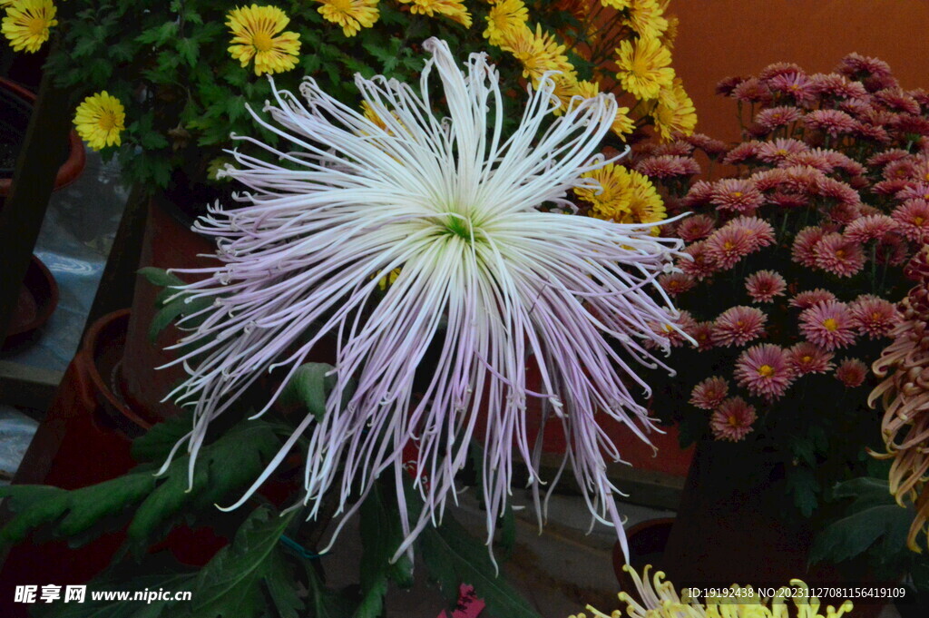 菊花 
