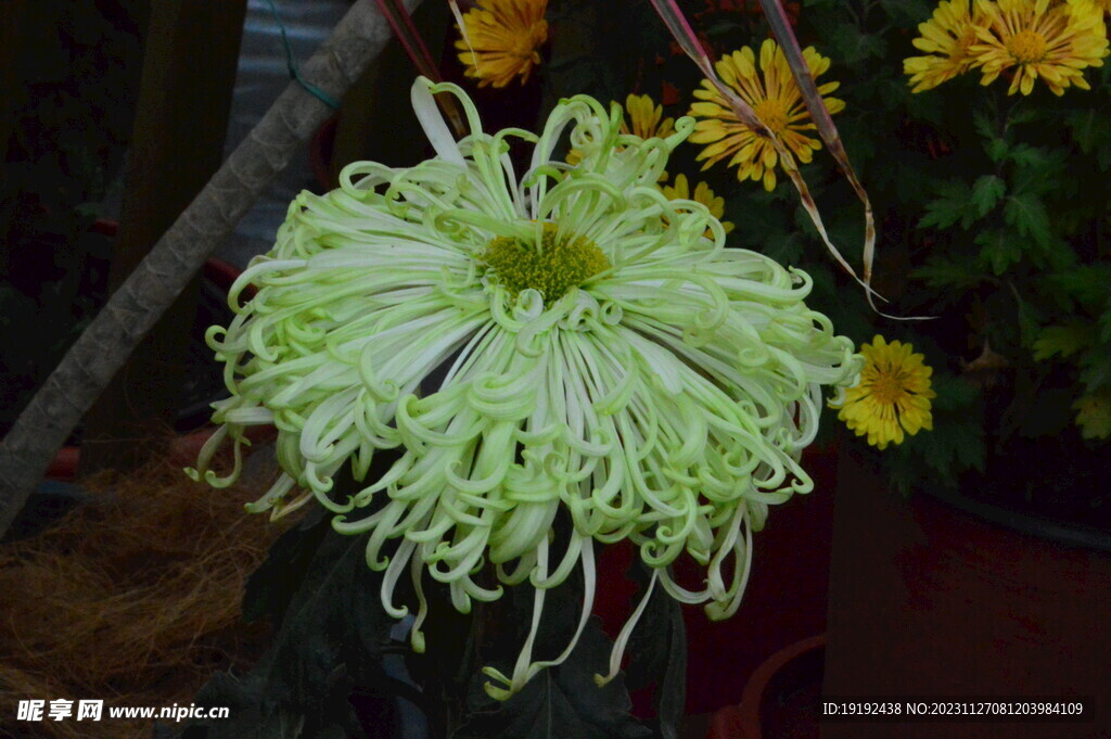 菊花 