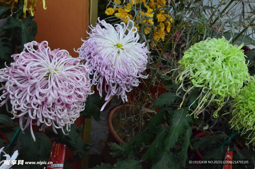 菊花