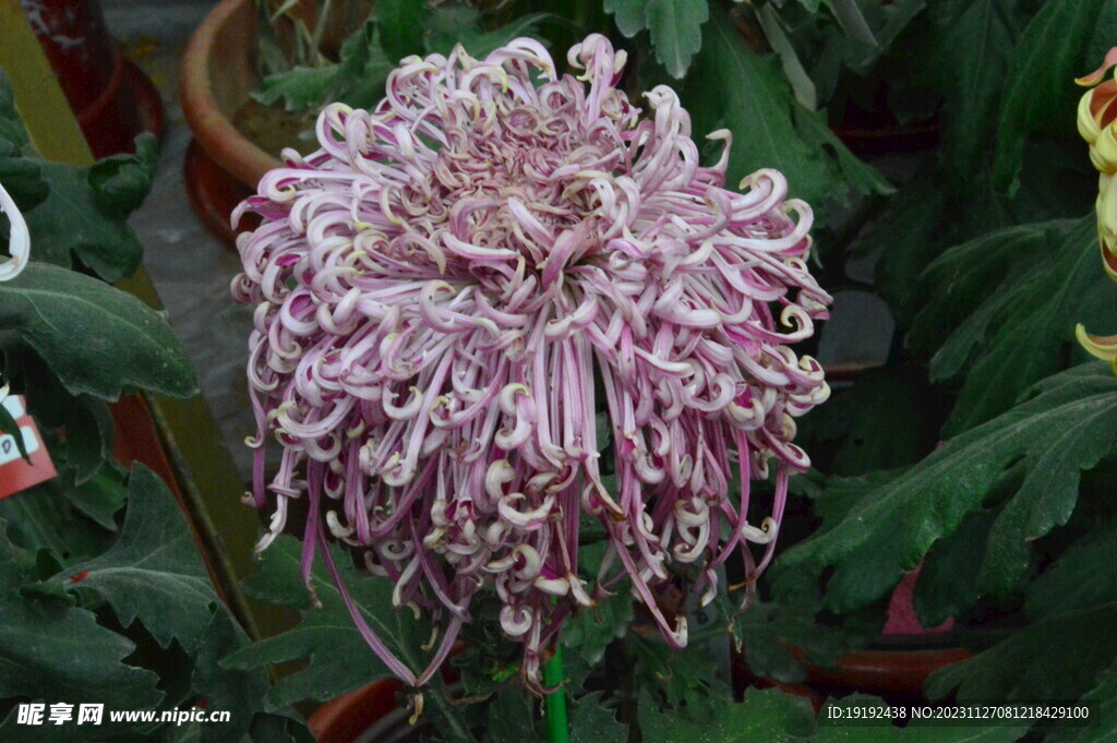菊花  