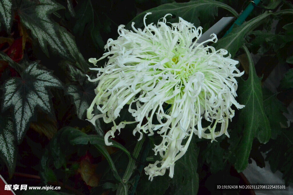 菊花  