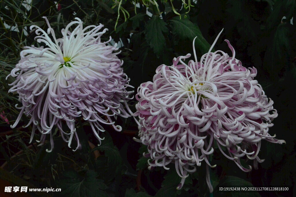 菊花 
