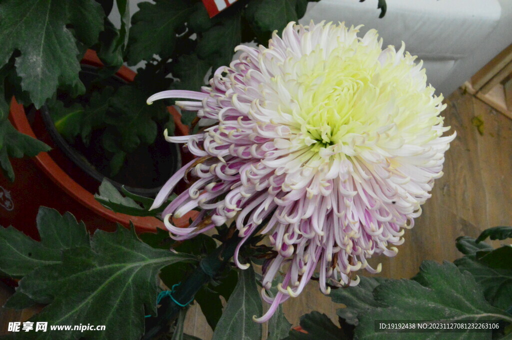 菊花 