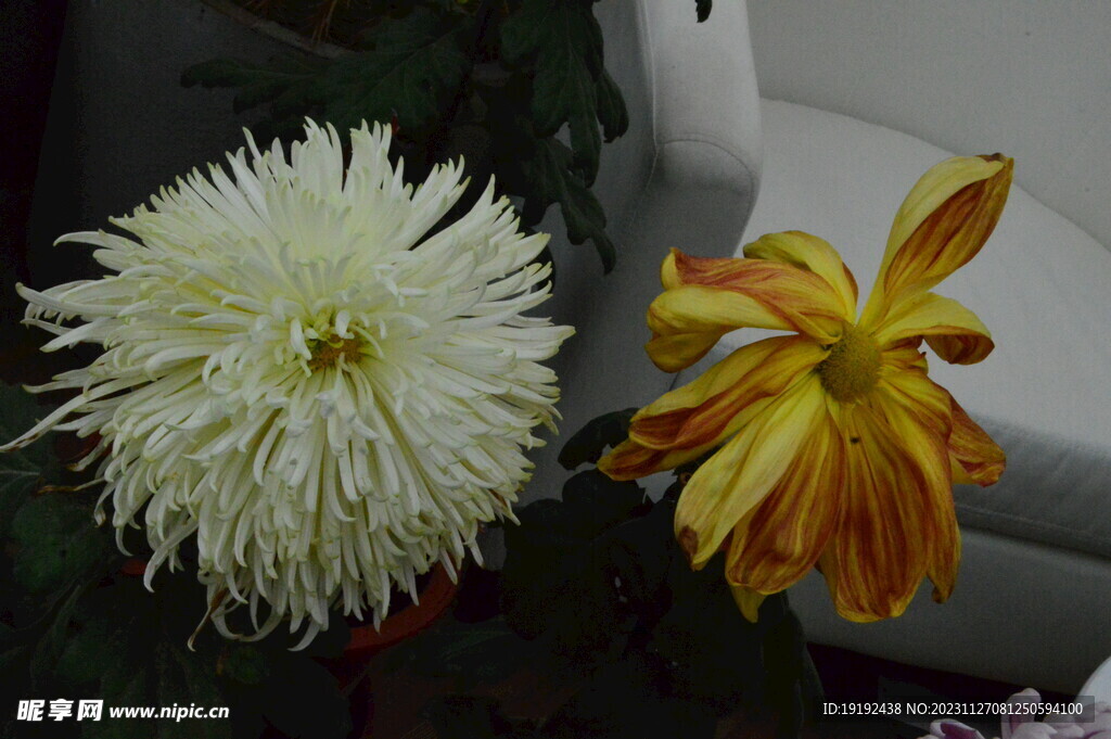菊花