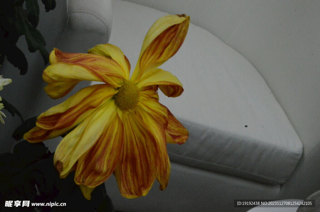 菊花 