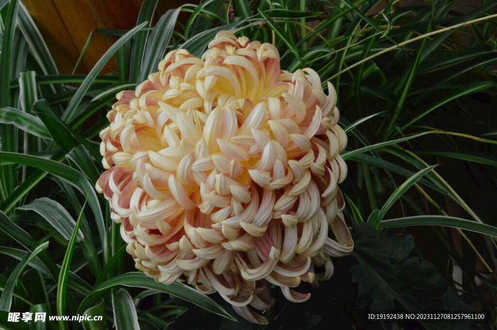 菊花