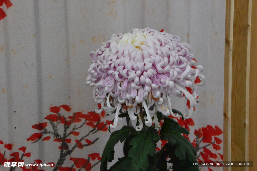 菊花 